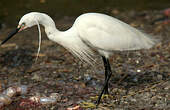 Aigrette garzette