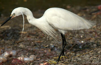 Aigrette garzette