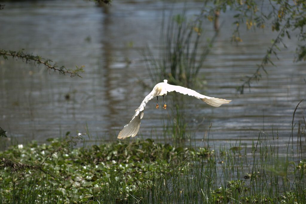 Little Egret