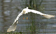 Aigrette garzette