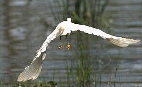 Little Egret