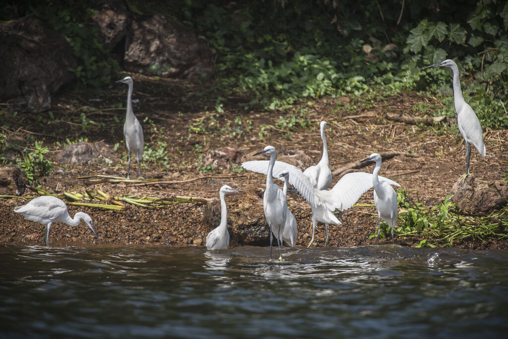 Aigrette garzette