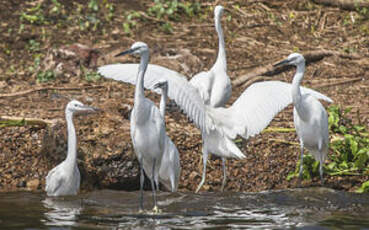 Aigrette garzette