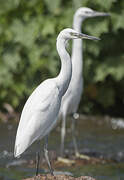 Aigrette garzette