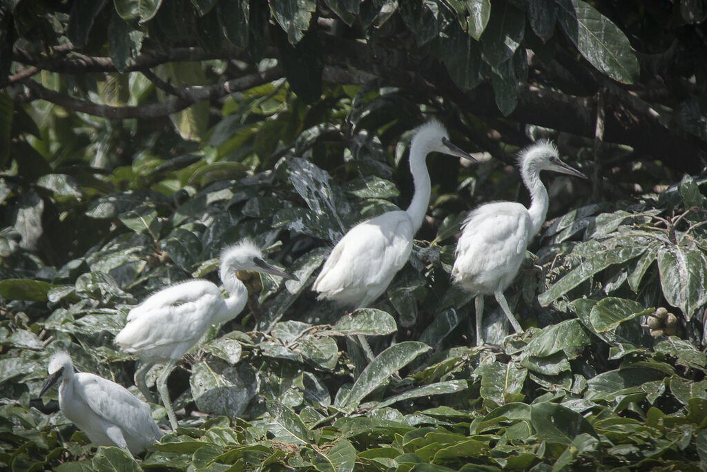 Little Egretjuvenile