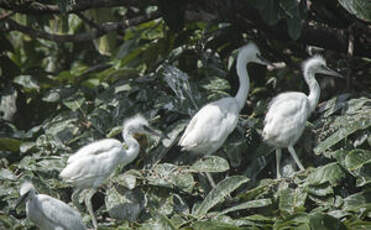 Aigrette garzette