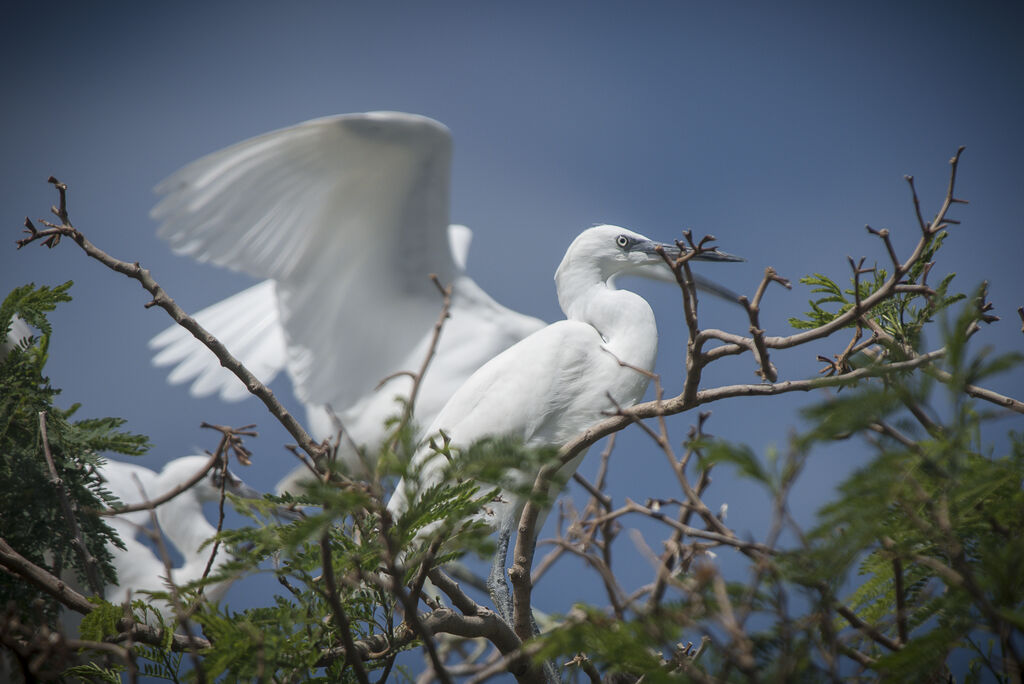 Little Egret