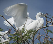 Aigrette garzette