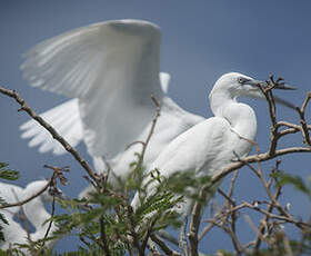 Aigrette garzette