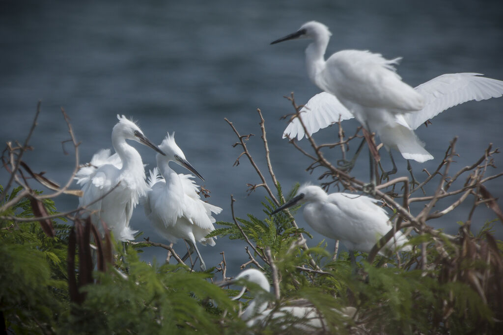 Little Egret