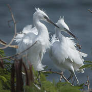 Little Egret