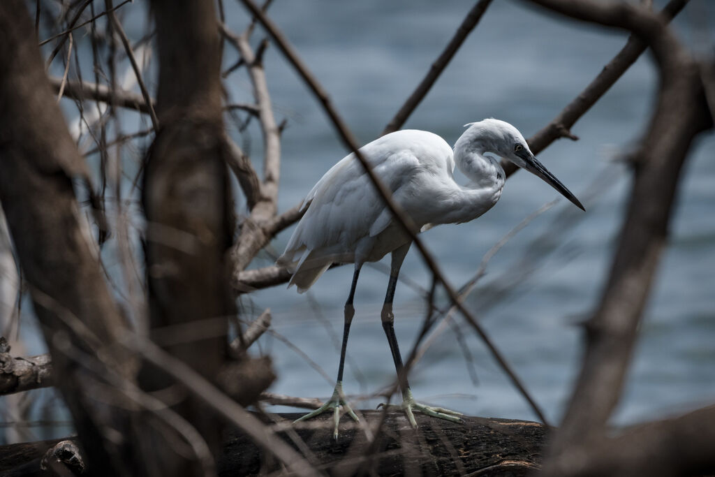 Little Egret