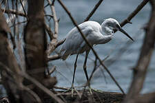 Aigrette garzette