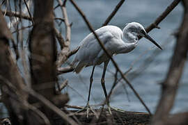 Little Egret