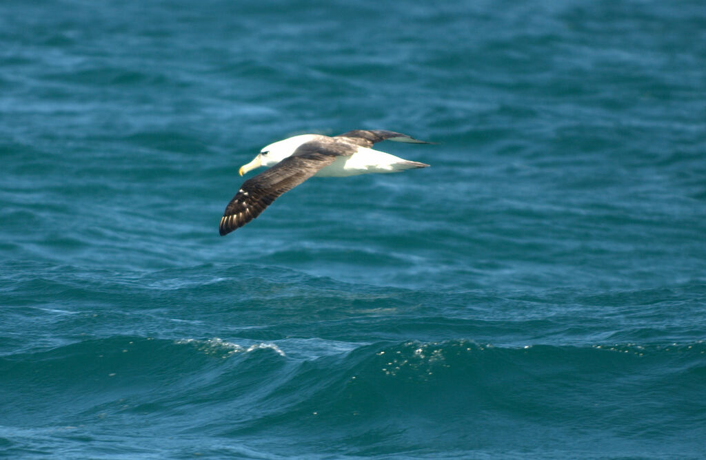 Albatros à cape blanche