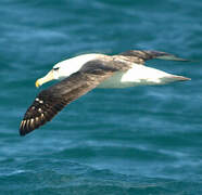 Shy Albatross