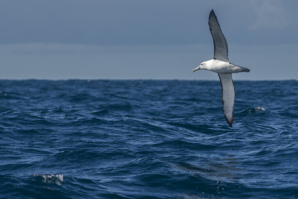 Albatros à cape blanche