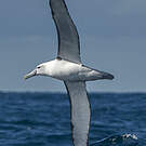 Albatros à cape blanche