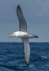 Albatros à cape blanche