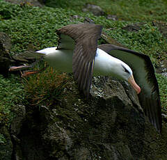 Albatros à sourcils noirs