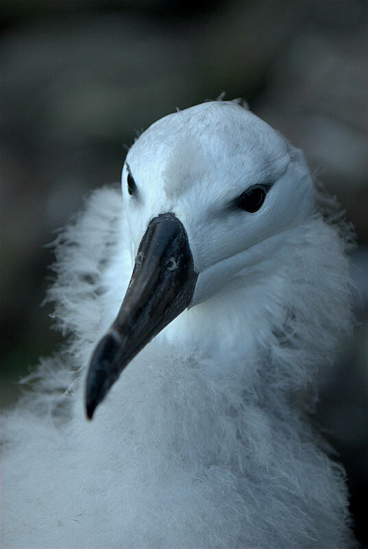 Black-browed Albatross