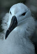 Black-browed Albatross