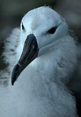 Albatros à sourcils noirs