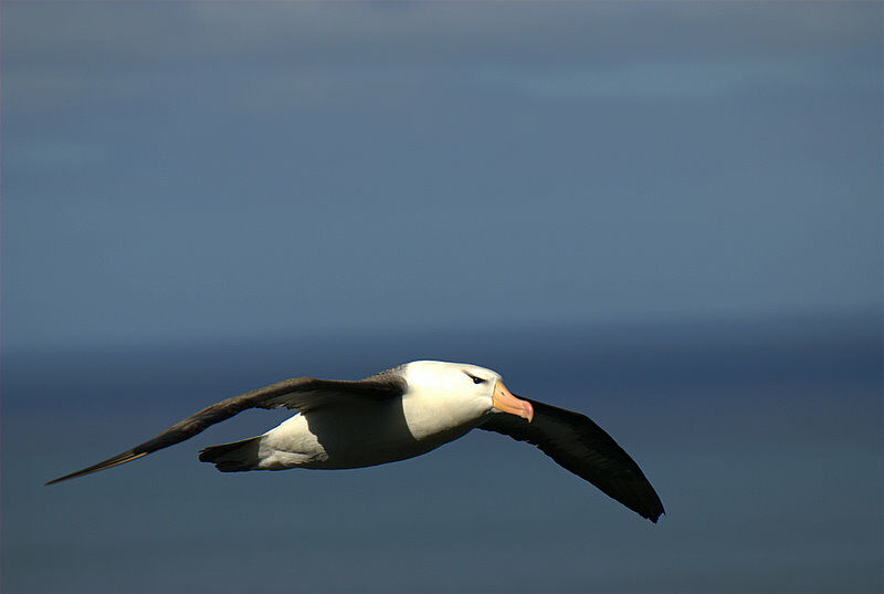 Albatros à sourcils noirs