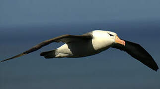 Black-browed Albatross