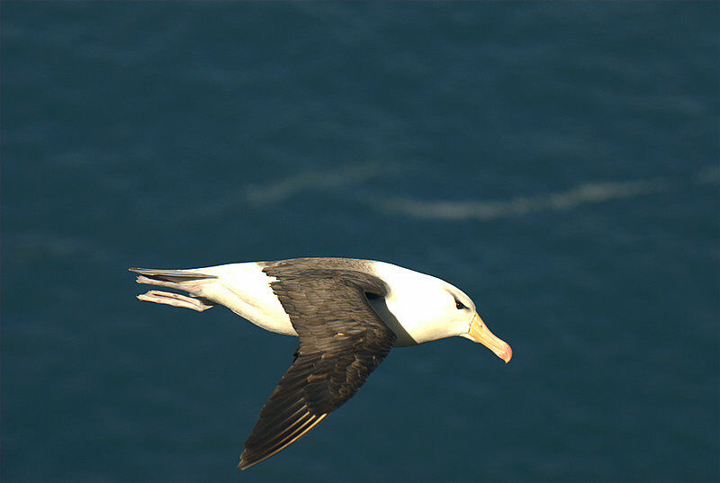 Black-browed Albatross