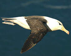 Black-browed Albatross