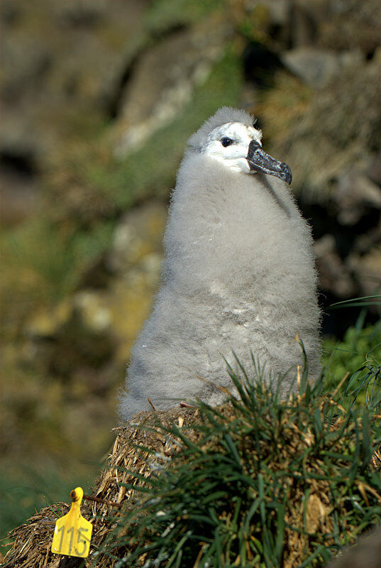 Albatros à sourcils noirs