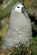 Black-browed Albatross