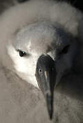 Black-browed Albatross