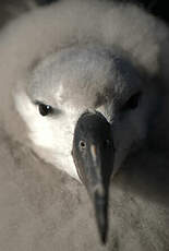 Albatros à sourcils noirs