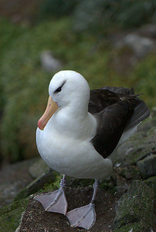 Black-browed Albatross