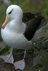 Albatros à sourcils noirs