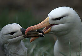 Albatros à sourcils noirs