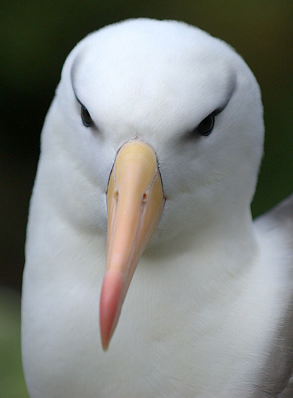 Black-browed Albatross