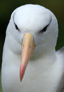 Black-browed Albatross