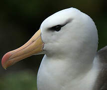 Albatros à sourcils noirs