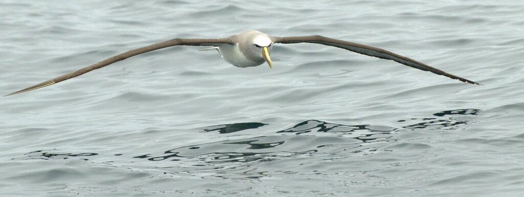 Albatros de Salvin