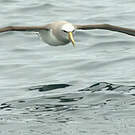 Albatros de Salvin