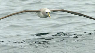 Albatros de Salvin