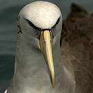 Albatros de Salvin