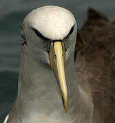 Salvin's Albatross