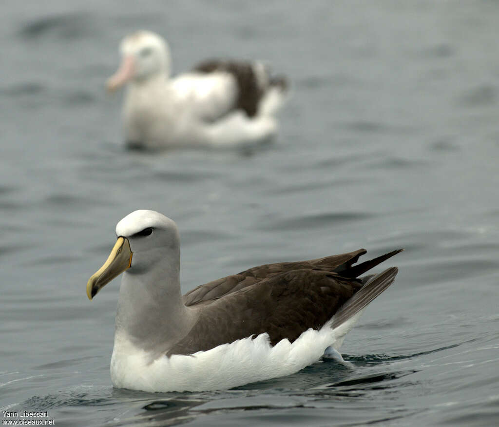 Albatros de Salvin