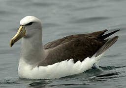 Salvin's Albatross