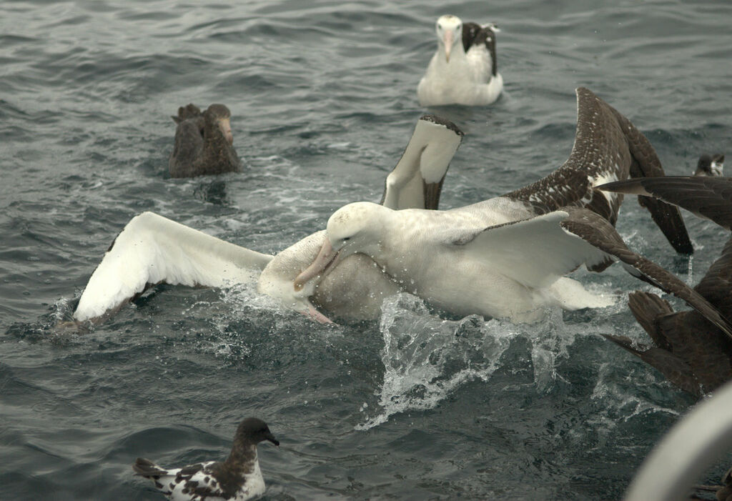 Antipodean Albatross