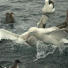 Albatros des Antipodes